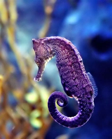 40 beautiful and amazing aquatic life photos – Artofit