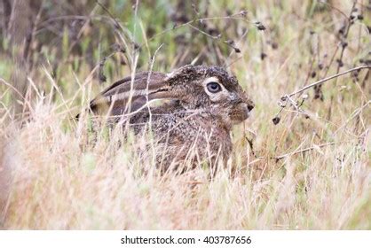 Black tailed jackrabbit Images, Stock Photos & Vectors | Shutterstock