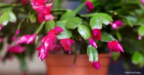 Christmas Cactus Propagation: How To Propagate Schlumbergera Cactus