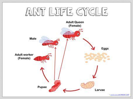 Ant Life Cycle Printables (1+1+1=1) | Ant life cycle, Life cycles ...