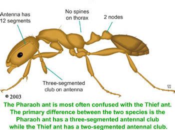 Pharaoh Ants & Odorous Ants