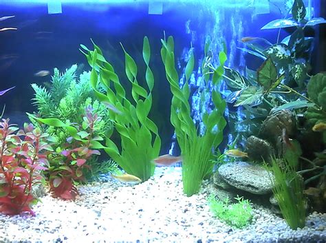 Fish Tank Maintenance in Surrey, Sussex & Kent | Aquascape