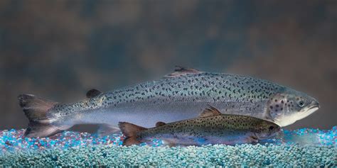 Genetically Modified Salmon: Coming To A River Near You?