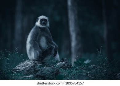 Hanuman Langur Habitat Shot Nagarhole Tiger Stock Photo 1835784157 ...