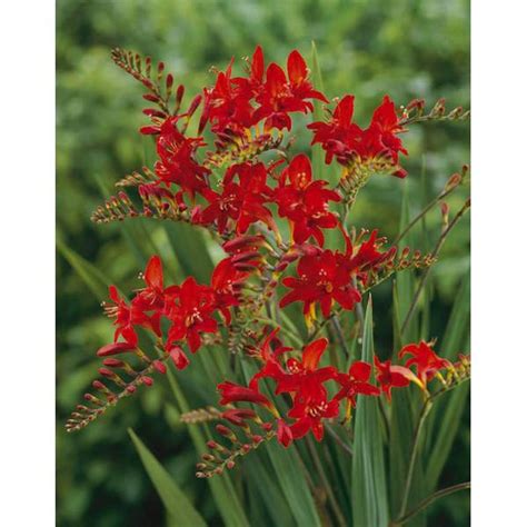 Longfield Gardens Crocosmia Lucifer Bulbs - 62201224 | Blain's Farm & Fleet