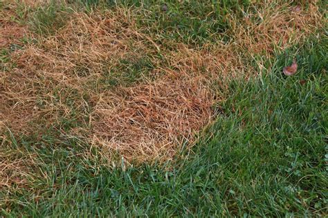 Why Are There Brown Spots In My Lawn? - Turfco Lawn Care