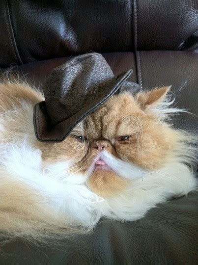 caterville — Howdy Partner: Cats in Cowboy Hats