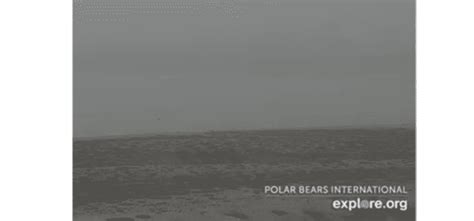 Explore.org: Polar Bears Cape West (Wapusk National Park, Cananda) | SciTech Institute