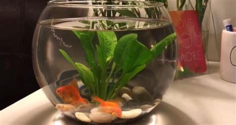 How to Care for Goldfish in a Bowl? - Aquarium Wow