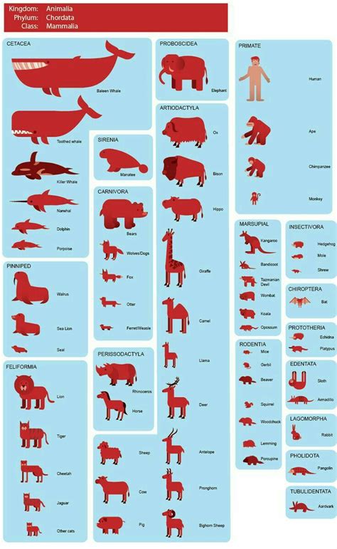 Mammalian Classification Of Mammals Chart - Dogs And Cats Wallpaper