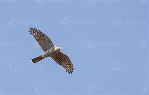 Sparrowhawk Accipiter nisus 722201 Stock Photo at Vecteezy