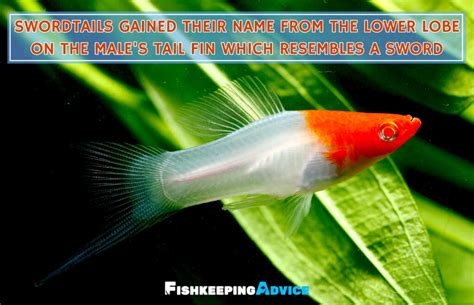 The Only Swordtail Fish Care Guide You Will Need | Fishkeeping Advice