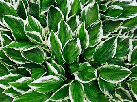 Hosta Plants - Tips On The Care Of Hostas