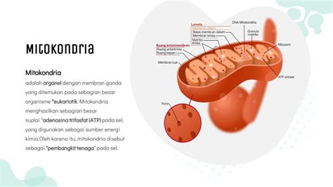 SOLUTION: 4. Sel Hewan Mitokondria dan Sentriol Biologi kelas 10 ...