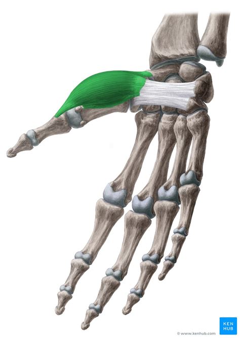 Abductor pollicis brevis: Origin, insertion and function | Kenhub