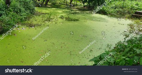 Water Pollution Due Excessive Phosphate Freshwater Stock Photo ...