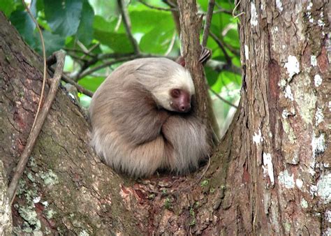 Sleepy Sloth Photograph by Danny Pickens