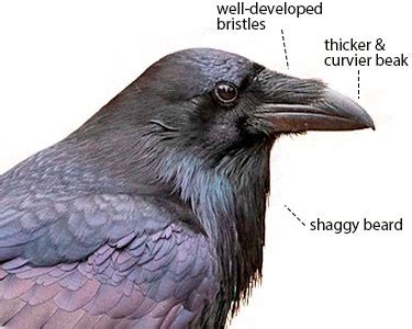 Crow Raven Blackbird Crow Raven Animal â· Free Vector Graphic On Pixabay - elesa1