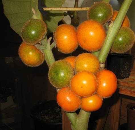 Lulo Fruit (Naranjilla)- Essential Guide to a Weird Exotic Fruit