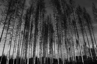 Dead trees | Lorraine, France | Arnaud Gabriel | Flickr
