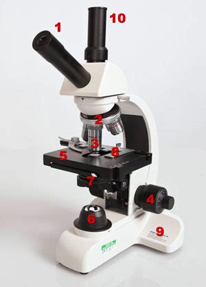 Compound and Stereo- microscopes - Microscopes 4 Schools