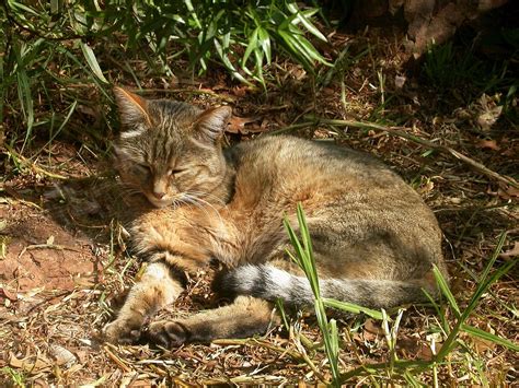African wildcat - Wikipedia