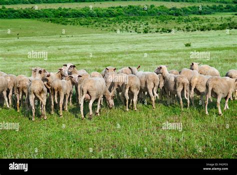 Herd of sheep Stock Photo - Alamy