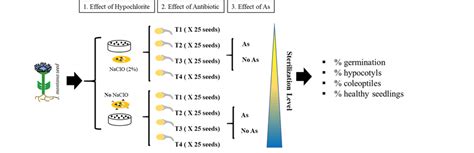 (1) Effect of hypochlorite with 2 levels (surface sterilization to ...