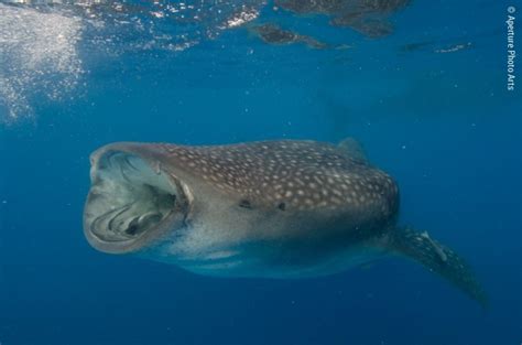 Isla Mujeres and Cenotes, Mexico Whale Sharks - Steve Eilenberg and ...