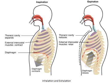 What Is the Inhalation Process?