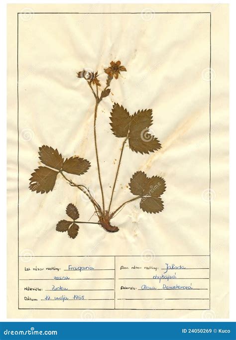 Herbarium Sheet - 6/30 Royalty Free Stock Images - Image: 24050269