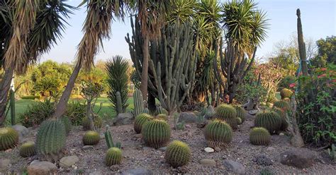 27 of the Best Xerophytes to Plant in a Water-Wise Garden