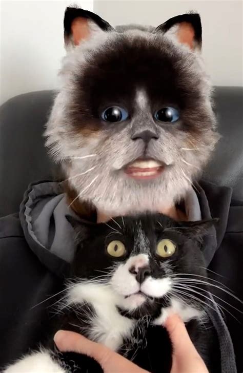 Pet's reaction to owner using cat-face filter cracks up TikTok