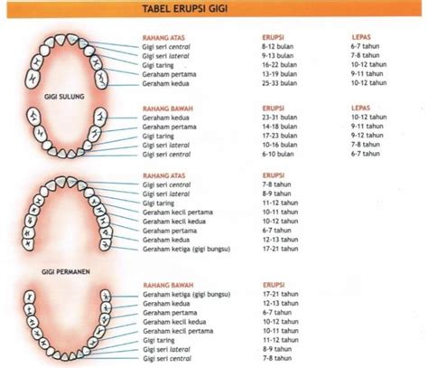 Pertumbuhan Gigi Permanen - Homecare24
