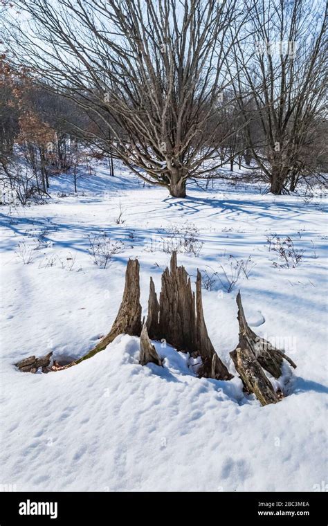 Old Eastern White Pine, Pinus strobus, stump from the early days of lumbering at the Bundy Hill ...