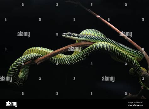 Paradise Flying Snake, Chrysopelea paradisi Stock Photo - Alamy