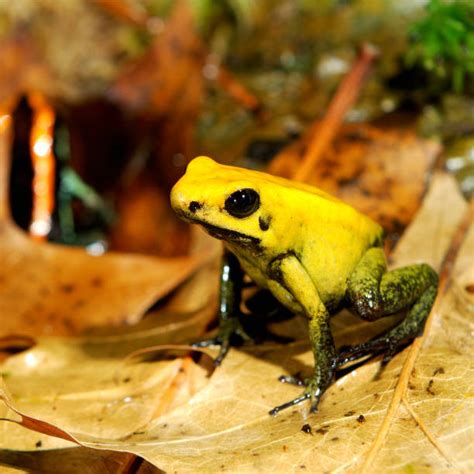 Yellow Frog Stock Photos, Pictures & Royalty-Free Images - iStock