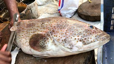 Big Hamour Fish Cutting Skills In Bangladesh Fish Market-Amazing Knife Skills - YouTube