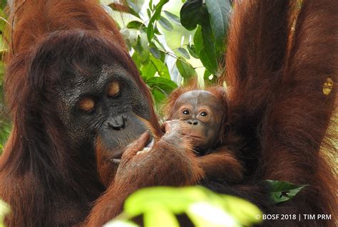 Eden – A Newborn Wild Baby: Hope for the Future - Orangutan Outreach