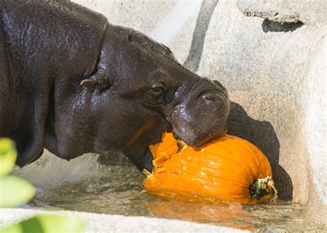 PHOTOS: Brookfield Zoo animals enjoy Halloween treats | abc7chicago.com