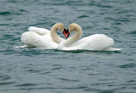 Swan Heart Photograph by David Freeman