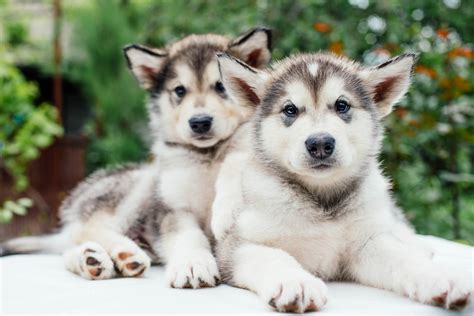 7 Things To Know Before Getting An Alaskan Malamute - Animalso