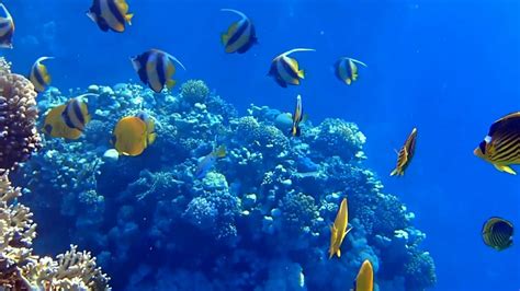 Snorkeling at Sharm El Sheikh - YouTube