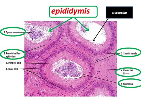 Histology of testes & epididymis