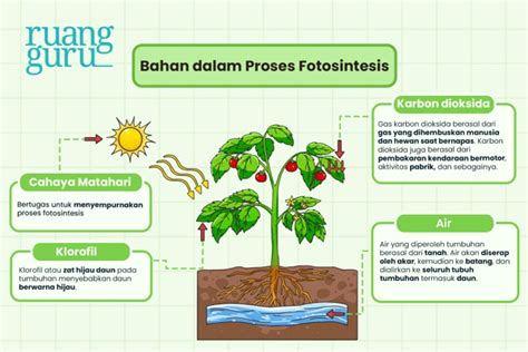 🌱 FOTOSINTESIS REAKSI TERANG DAN REAKSI GELAP