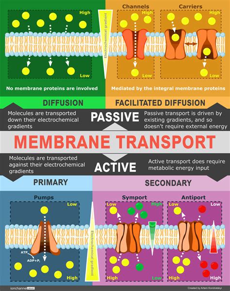 Membrane Transport – ION CHANNEL LIBRARY