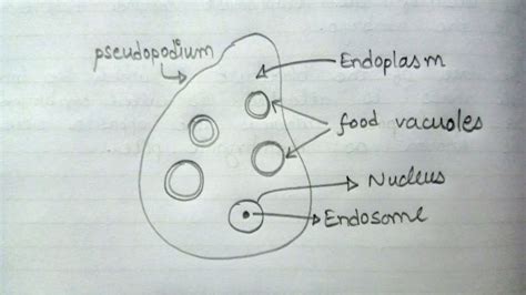 How To Draw An Entamoeba Very Simple & Easy | Labelled Diagram Of Entamoeba | Biology Diagram ...