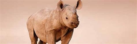 Rhinoceros Reproduction - Animal Facts and Information