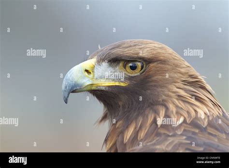 Golden Eagle Portrait Stock Photo - Alamy