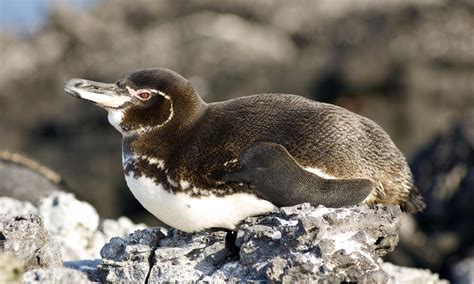 Galápagos Penguin | Species | WWF